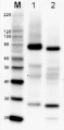BiP | Lumenal-binding protein (rabbit antibody)